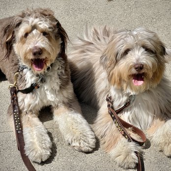 CANIS - Behavior and Training - Pet Training Near Me - Tarzana, California