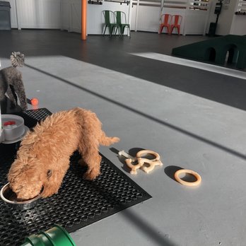 Barx Parx - Pet Training Near Me - Las Vegas, Nevada