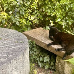 Karl-Foerster-Gedenkstätte - Katze Chibi | Karl-Foerster Garten | Potsdam