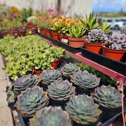 Deep Roots Garden Center is the South Bay's top destination for indoor plants, pottery, and plant care essentials...