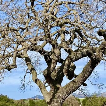 Roblar Winery - Big oak trees are all over the property. - Wineries Near Me - Santa Ynez, California Roblar Winery - Big oak trees are all over the property. - Wineries Near Me - Santa Ynez, California