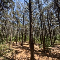 Parallel Forest