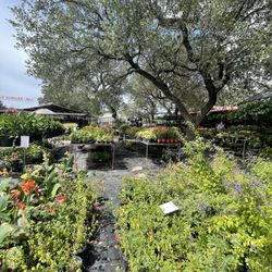 DORA'S NURSERY