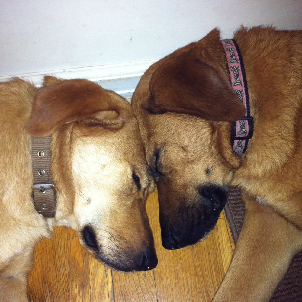 Wayne Animal Hospital - Sisters with a great health plan at Wayne Animal Hospital - Veterinarians Near Me - Wayne, New Jersey Wayne Animal Hospital - Sisters with a great health plan at Wayne Animal Hospital - Veterinarians Near Me - Wayne, New Jersey