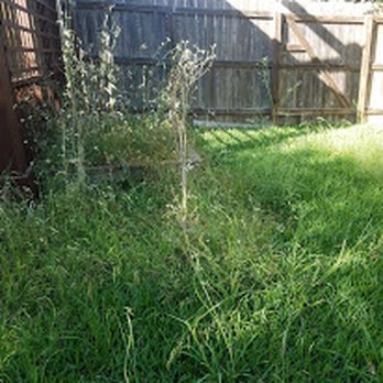 Morris Green Properties - yard prior to our move in - Real Estate Services Near Me - Austin, Texas