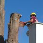 Photo of Beechnut Tree Service