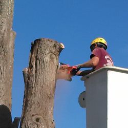 Beechnut Tree Service - We remove large tree's that have become hazardous.