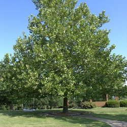 International Forest of Friendship - The moon tree