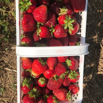 Evans Farms - two baskets of fresh strawberries - Farmers Market Near Me - Suffolk, Virginia Evans Farms - two baskets of fresh strawberries - Farmers Market Near Me - Suffolk, Virginia