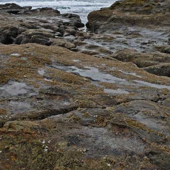 Cape Kiwanda State Natural Area - A great spot for tidepooling - Beaches Near Me - Cloverdale, Oregon