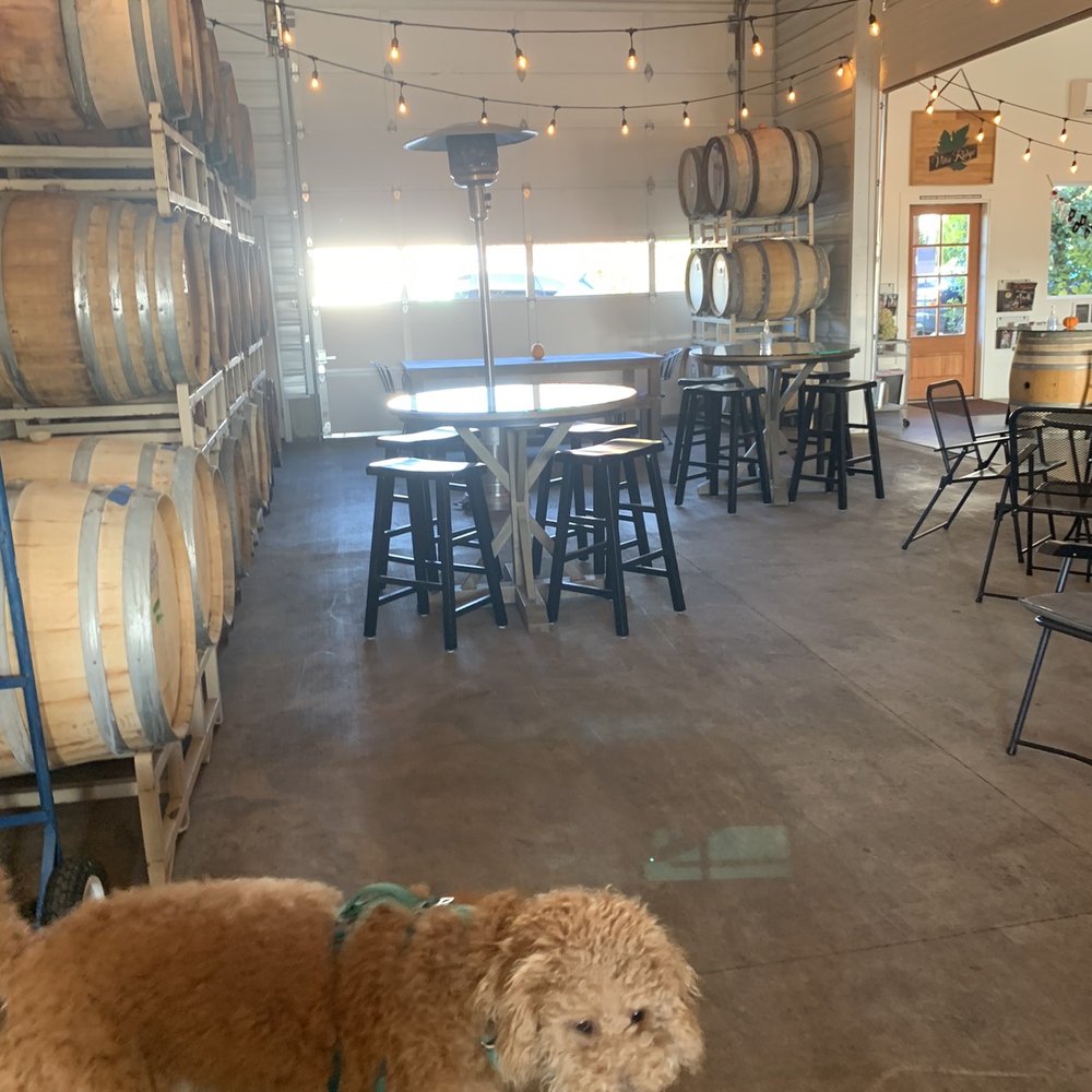 Vitis Ridge - My pup, Oslo, wandering around the tasting area. - Wineries Near Me - Silverton, Oregon Vitis Ridge - My pup, Oslo, wandering around the tasting area. - Wineries Near Me - Silverton, Oregon