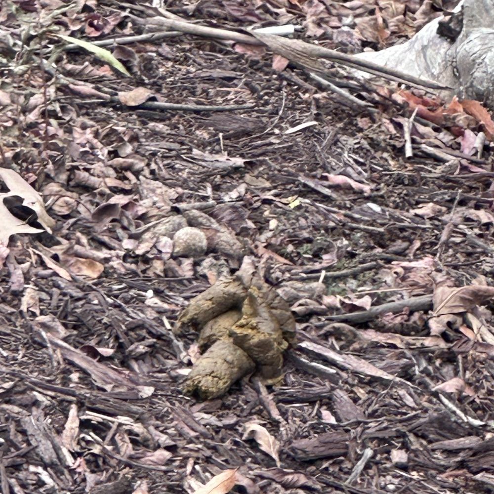 PetSound Animal Hospital - A big pile of poop! - Veterinarians Near Me - Cary, North Carolina