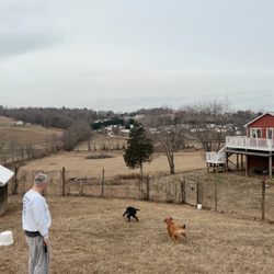 Asheville Farm - Our dogs running in the fenced-in area