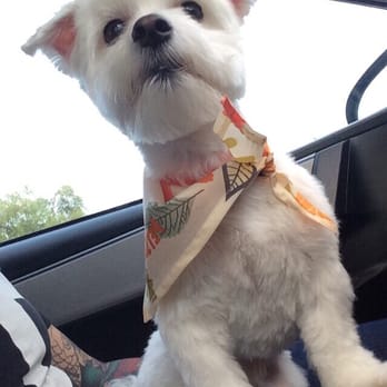 PetSmart - Kimberle's amazing grooming skills. Completely shaved ears and not too short hair cut. - Pet Groomers Near Me - Palm Springs, California PetSmart - Kimberle's amazing grooming skills. Completely shaved ears and not too short hair cut. - Pet Groomers Near Me - Palm Springs, California