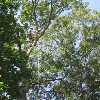 Townsend Tree Trimming - Townsend Tree Trimming - Tree Services Near Me Townsend Tree Trimming - Townsend Tree Trimming - Tree Services Near Me
