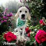 Photo of Paws Pet Supply & Grooming