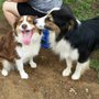 Photo of Border River Pet Resort
