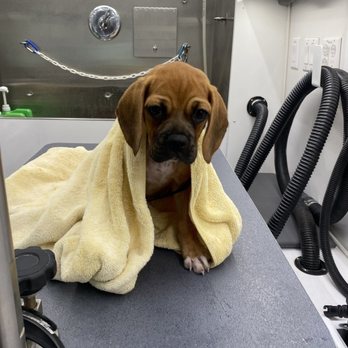 Wendy’s Wash Waggin - Little Zoe's first scrub!! 10 weeks old - Pet Groomers Near Me Wendy’s Wash Waggin - Little Zoe's first scrub!! 10 weeks old - Pet Groomers Near Me