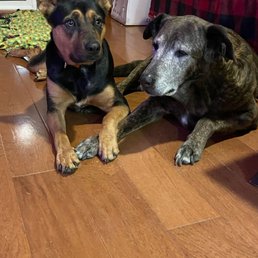 Harley and Diesel Harley and Diesel