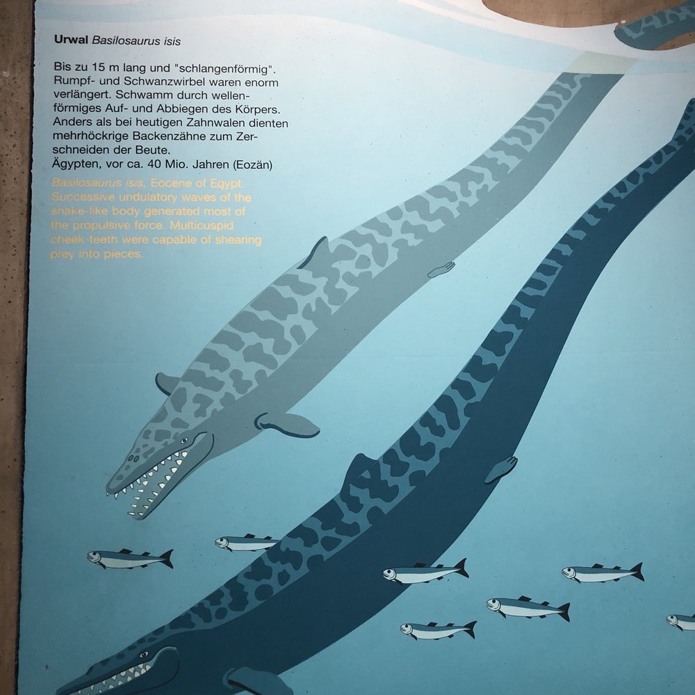 Senckenberg-Museum - Yellow font is hard to see! - Museums Near Me - Frankfurt, HE