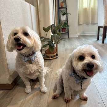 Puppy Face - Pet Groomers Near Me - La Habra, California