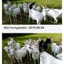 Photo of Reichelts Ziegenhof