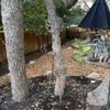 Alvarez Lawn Cares gift card