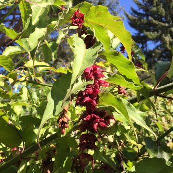 Connie Hansen Garden Conservancy - Interesting bloom! - Botanical Gardens Near Me - Lincoln City, Oregon