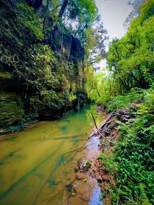Waitomo Glowworm Caves by null
