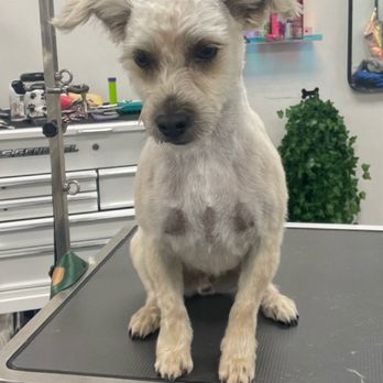 The Savannah Groom Room - Tobi first after photo - Pet Groomers Near Me - Savannah, Georgia The Savannah Groom Room - Tobi first after photo - Pet Groomers Near Me - Savannah, Georgia