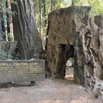 Shrine Drive Thru Tree - Landmarks & Historical Buildings Near Me - Meyers Flat, California Shrine Drive Thru Tree - Landmarks & Historical Buildings Near Me - Meyers Flat, California