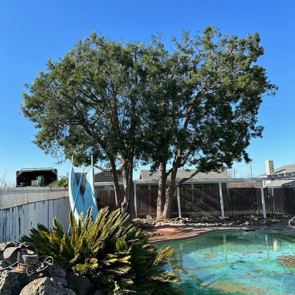Roberto’s Tree Service - This is after, raised and thinned out.....GREAT JOB GUYS!!!!! - Tree Services Near Me Roberto’s Tree Service - This is after, raised and thinned out.....GREAT JOB GUYS!!!!! - Tree Services Near Me