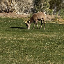 Lone big horn sheep Lone big horn sheep