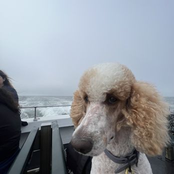 Classy Canine's Wiggle Rumps - Very clean, combed out the tangles on the ears.  NO scratches on the body, perfect. Thank you! - Pet Groomers Near Me - Castrovalley, California