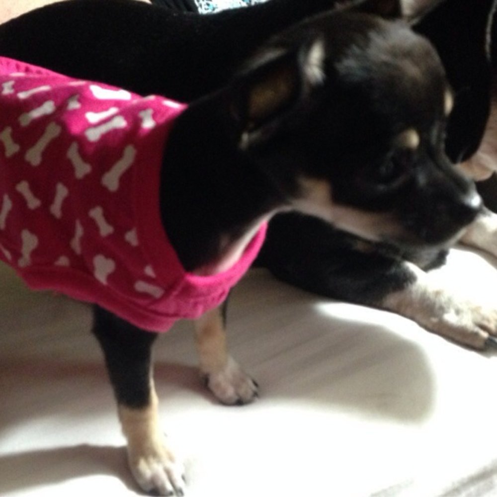 PetSmart - Her first pink dress! - Pet Stores Near Me - Albuquerque, New Mexico