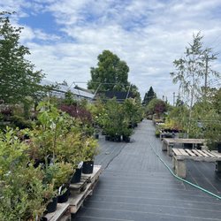 Willow Tree Gardens and Interiors - Nice large nursery