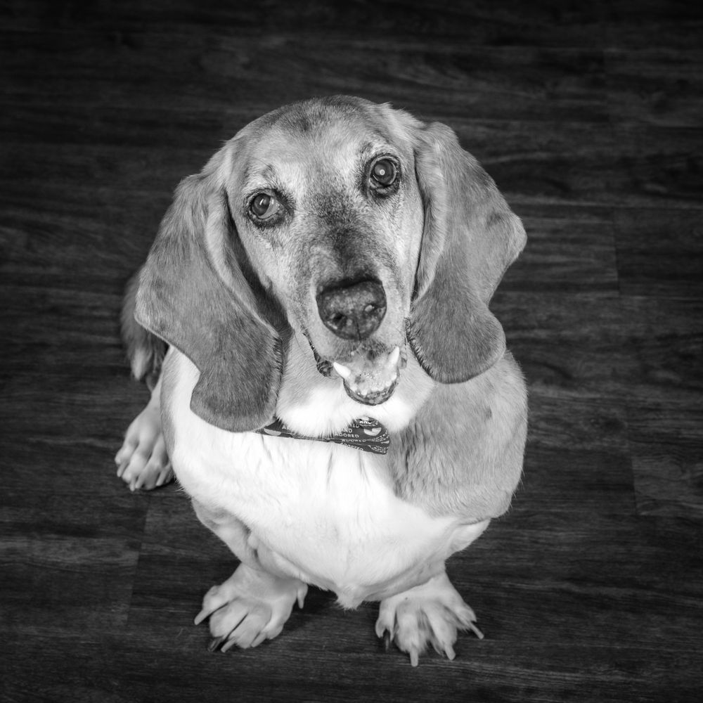 Kristal Studios - Pet Photography Near Me Kristal Studios - Pet Photography Near Me