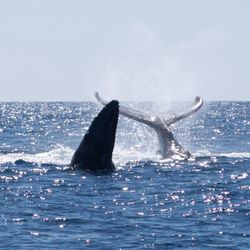 Cinderella Sailing - The Hump Whales Are Back in Full Swing!