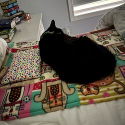 All Cats Care Center - Emmy sleep comfortably and health on her blanket and pillow!