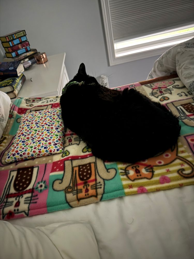 All Cats Care Center - pet boarding facility in Webster, NY