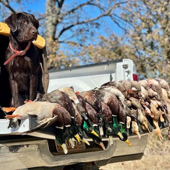 Inclusive Retrievers - Pet Training Near Me