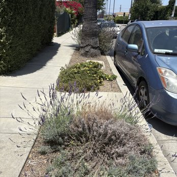 Rose Garden Landscaping - Sad lavender and parkway -- before - Landscaping Near Me Rose Garden Landscaping - Sad lavender and parkway -- before - Landscaping Near Me