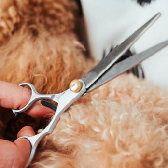 Pro Sharp - Grooming scissors are nothing new to Pro Sharp! Let us sharpen yours today! - Knife Sharpening Near Me - Chamblee, Georgia