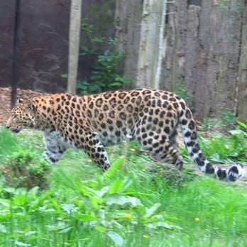 Twycross Zoo - Amur Leopard on the move - Zoos Near Me - Atherstone, WAR Twycross Zoo - Amur Leopard on the move - Zoos Near Me - Atherstone, WAR