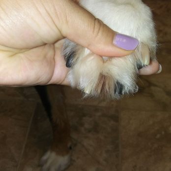 Anytime Mobile Grooming - No more scratching! - Pet Groomers Near Me Anytime Mobile Grooming - No more scratching! - Pet Groomers Near Me