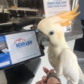 Photo of Icicles - San Mateo, CA, United States. Miu Miu is Checking In @ICICLES