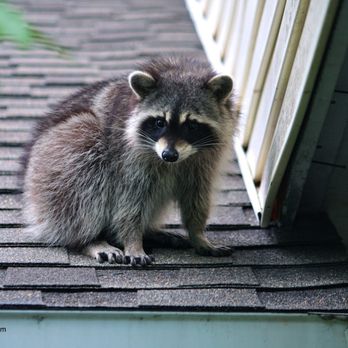 Aggieland Critter Control - Wildlife Control Near Me Aggieland Critter Control - Wildlife Control Near Me