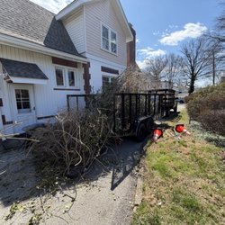 Jungle Tree Landscaping - Removing branches and taking to dump