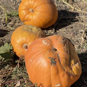 Bishop's Pumpkin Farm - Pumpkins - Christmas Trees Near Me - Wheatland, California Bishop's Pumpkin Farm - Pumpkins - Christmas Trees Near Me - Wheatland, California