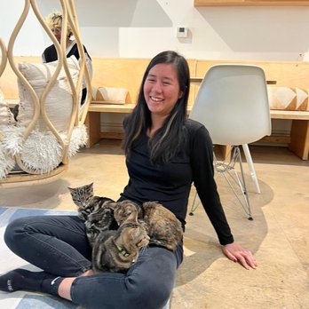 KitTea - On the right is Millie and the left is her sister Rory - Pet Adoption Near Me - San Francisco, California KitTea - On the right is Millie and the left is her sister Rory - Pet Adoption Near Me - San Francisco, California